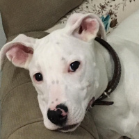 Dogo Arjantin, Köpek  Yağmur fotoğrafı