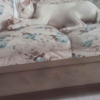 Dogo Arjantin, Köpek  Yağmur fotoğrafı
