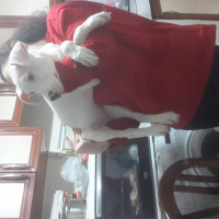 Dogo Arjantin, Köpek  Yağmur fotoğrafı