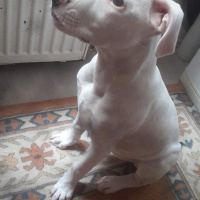 Dogo Arjantin, Köpek  Yağmur fotoğrafı