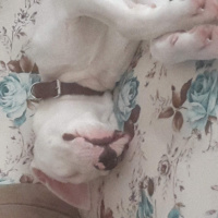 Dogo Arjantin, Köpek  Yağmur fotoğrafı