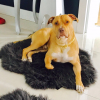 Amerikan Pitbull Terrier, Köpek  Leo fotoğrafı