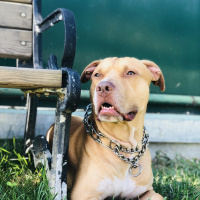 Amerikan Pitbull Terrier, Köpek  Leo fotoğrafı