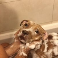 Amerikan Pitbull Terrier, Köpek  Leo fotoğrafı