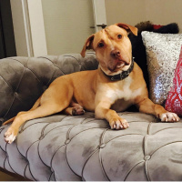 Amerikan Pitbull Terrier, Köpek  Leo fotoğrafı