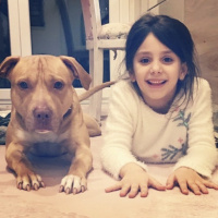 Amerikan Pitbull Terrier, Köpek  Leo fotoğrafı