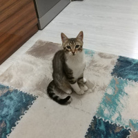 Tekir Kedi, Kedi  Cemşit fotoğrafı
