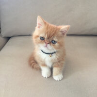 Exotic Shorthair, Kedi  Sansa fotoğrafı