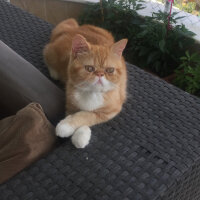 Exotic Shorthair, Kedi  Sansa fotoğrafı