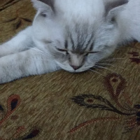 Scottish Fold, Kedi  Ezel fotoğrafı