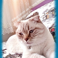 Scottish Fold, Kedi  Ezel fotoğrafı