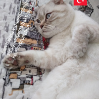 Scottish Fold, Kedi  Ezel fotoğrafı