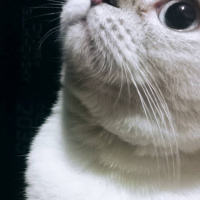 Scottish Fold, Kedi  Şero fotoğrafı