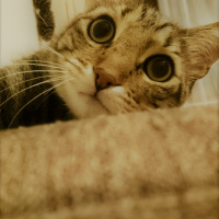 Tekir Kedi, Kedi  Pan fotoğrafı