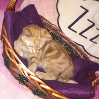 Tekir Kedi, Kedi  Tarçın fotoğrafı