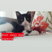 Tekir Kedi, Kedi  Sushi fotoğrafı