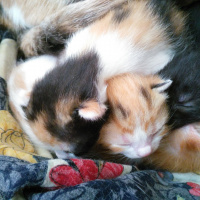 Tekir Kedi, Kedi  Boncuk fotoğrafı