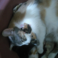 Tekir Kedi, Kedi  Boncuk fotoğrafı
