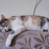 Tekir Kedi, Kedi  Boncuk fotoğrafı