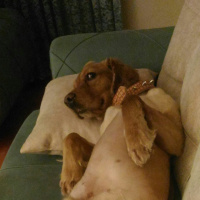 İngiliz Cocker Spaniel, Köpek  tarçın fotoğrafı