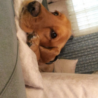 İngiliz Cocker Spaniel, Köpek  tarçın fotoğrafı