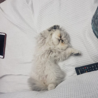İran Kedisi (Persian), Kedi  Hüsnü fotoğrafı