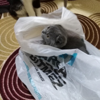 Scottish Fold, Kedi  Max fotoğrafı