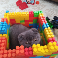 Scottish Fold, Kedi  Max fotoğrafı