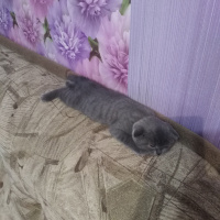 Scottish Fold, Kedi  Max fotoğrafı