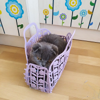 Scottish Fold, Kedi  Max fotoğrafı