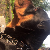 Rottweiler, Köpek  Tekila fotoğrafı