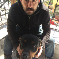 Rottweiler, Köpek  Tekila fotoğrafı