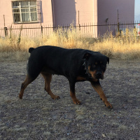 Rottweiler, Köpek  Tekila fotoğrafı
