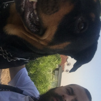 Rottweiler, Köpek  Tekila fotoğrafı