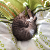 Tekir Kedi, Kedi  Pati fotoğrafı