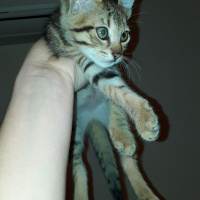 Tekir Kedi, Kedi  Pati fotoğrafı