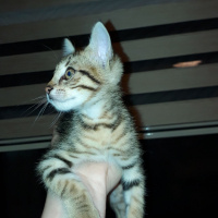 Tekir Kedi, Kedi  Pati fotoğrafı