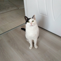 Tekir Kedi, Kedi  Mıncır fotoğrafı