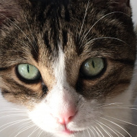 Tekir Kedi, Kedi  Efe fotoğrafı