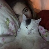 Brazilian Shorthair, Kedi  Korsan fotoğrafı