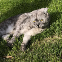 Scottish Fold, Kedi  Cosmic fotoğrafı