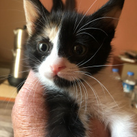 Birman, Kedi  daha adı yok fotoğrafı