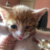 Birman, Kedi  daha adı yok fotoğrafı
