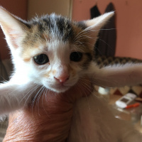Birman, Kedi  daha adı yok fotoğrafı