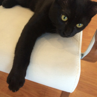 Bombay, Kedi  şans fotoğrafı