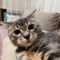 Tekir Kedi, Kedi  yaman fotoğrafı