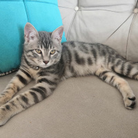Tekir Kedi, Kedi  yaman fotoğrafı