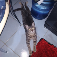 Tekir Kedi, Kedi  yaman fotoğrafı