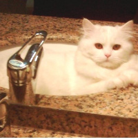 Chinchilla, Kedi  pelush fotoğrafı