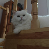 Chinchilla, Kedi  pelush fotoğrafı